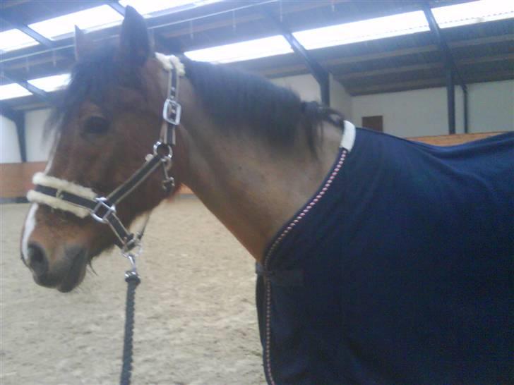 Anden særlig race  Jumping Jack 22(død) billede 9