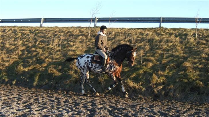 Knabstrupper Heimdal af Nørgård(Solgt) - kom ikk og sig at han ikk kan galloper :) (Dressur træning) billede 17