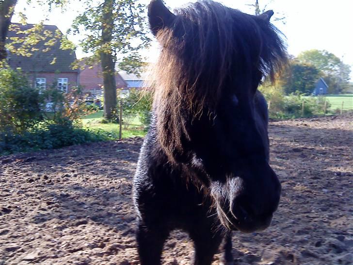 Islænder köldi<3 - Nårrh hvor er du sød skaath<3:*!... billede 10