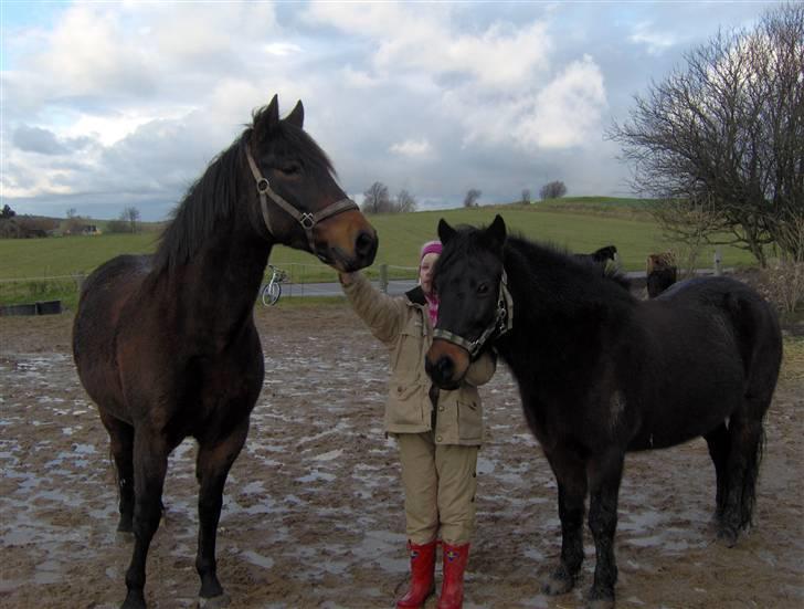 New Forest Pan (Panse Mandse) - Mig med Viktor og Pan (Pan med lang man som han ser ud nu 6.12.09). billede 13