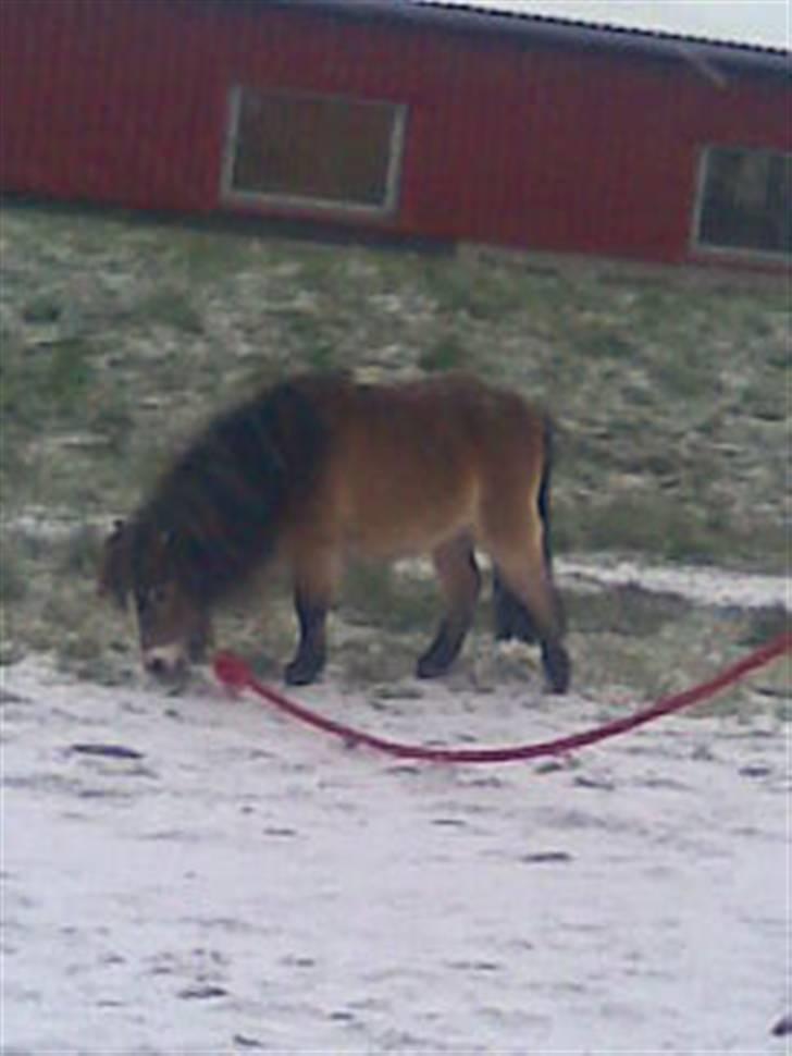 Miniature karoline - elsker dig babe billede 5