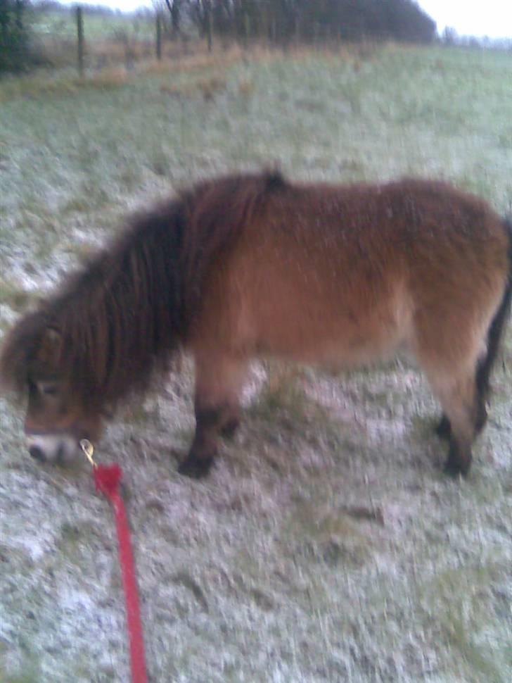 Miniature karoline - nuttede pony billede 6