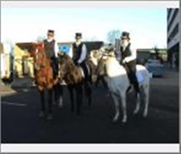 Dansk Varmblod Sprinborgs Superstar*afl* billede 10