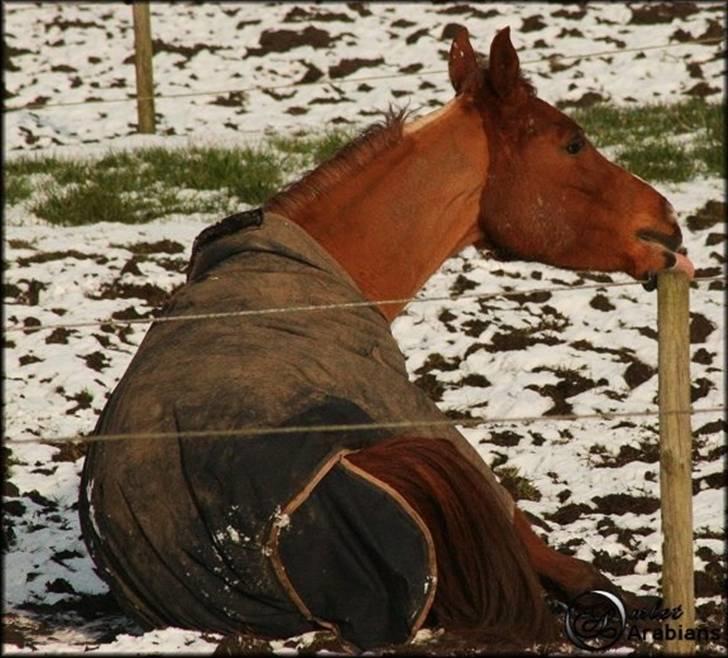 Arabisk fuldblod (OX) Ma-Ajmala - Malle slikker sne :-D billede 3