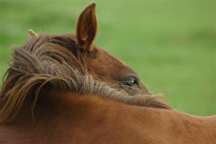 New Forest Birkilds Letizia billede 12