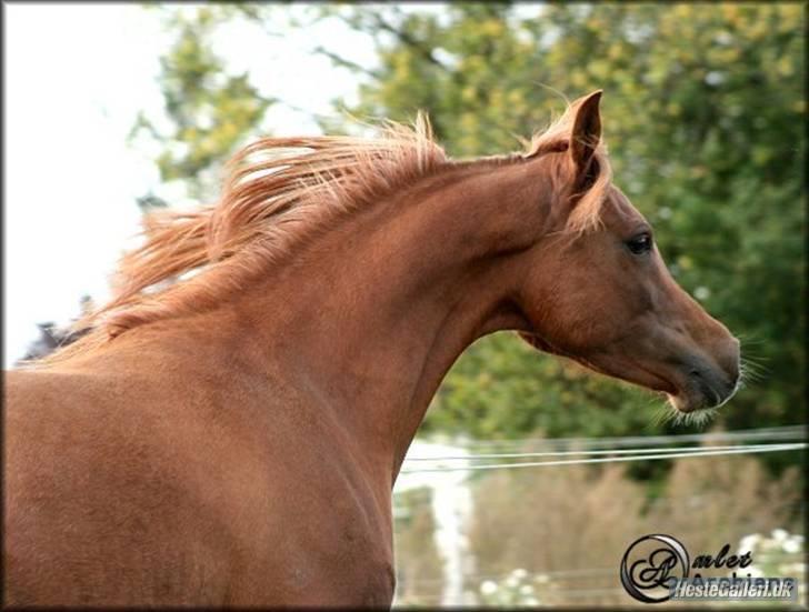 Arabisk fuldblod (OX) Ma-Ajmala billede 8