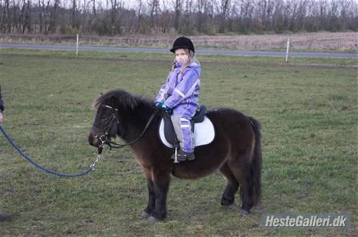 Shetlænder Max - Med rytter på for første gang , sådan rigtigt .. Eline var bare så sød at have på ryggen den dag (: billede 12