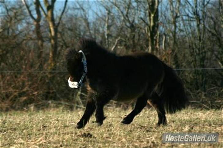 Shetlænder Max - min nye grime er vidst lidt for stor (: billede 13