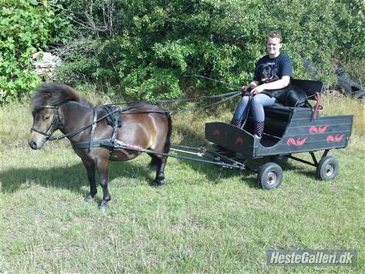 Shetlænder Max - mig for vogn med Camilla og Bella :D ..  billede 14
