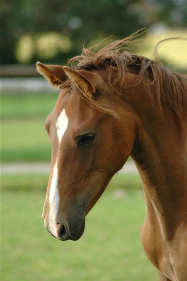 New Forest Birkilds Letizia billede 13