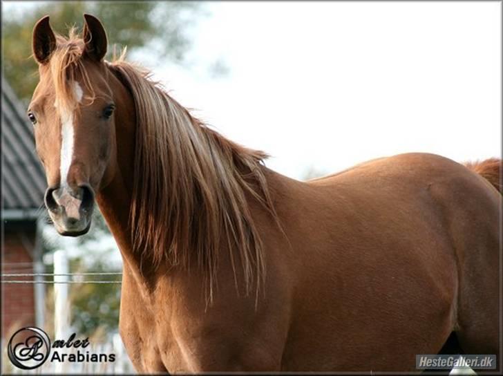 Arabisk fuldblod (OX) Ma-Ajmala billede 10