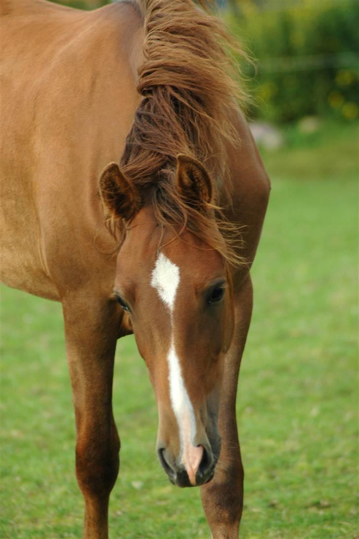 New Forest Birkilds Letizia billede 14