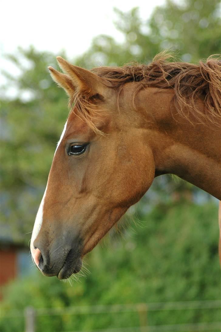 New Forest Birkilds Letizia billede 15