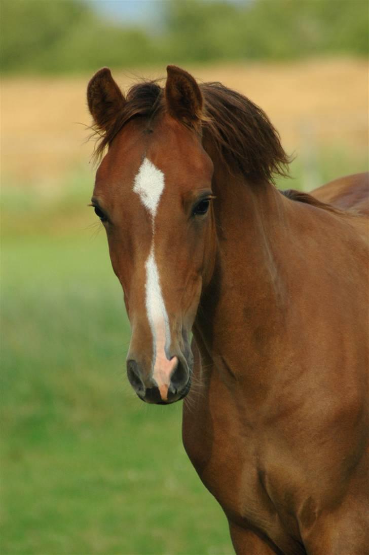 New Forest Birkilds Letizia billede 16