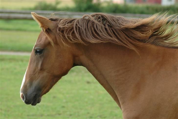 New Forest Birkilds Letizia billede 17