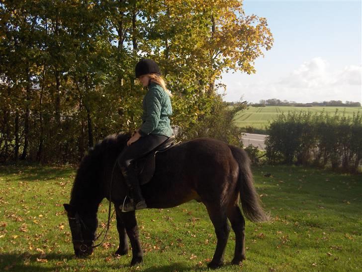 Anden særlig race misty min eneste ene:'( R.I.P :'( billede 17