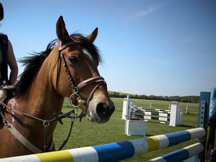 Svensk Sportspony  Aniara (solgt) - Aniara er virkelig en skønhed. billede 2