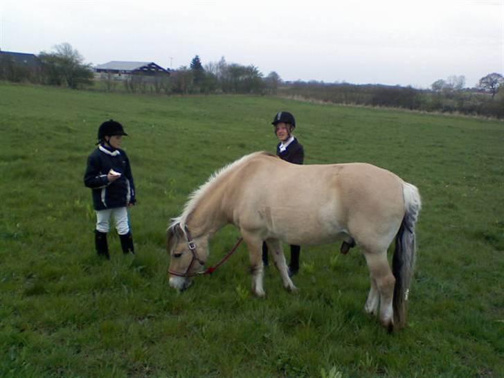 Fjordhest Titus - Efter "Psykostævnet ;P" billede 10