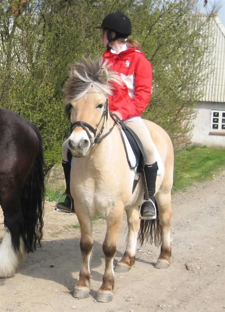 Fjordhest Titus - Er  ved at være klar til at ride ;D billede 11