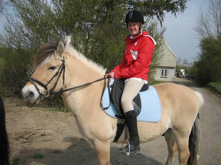 Fjordhest Titus - Vi er SÅ klar xP billede 12