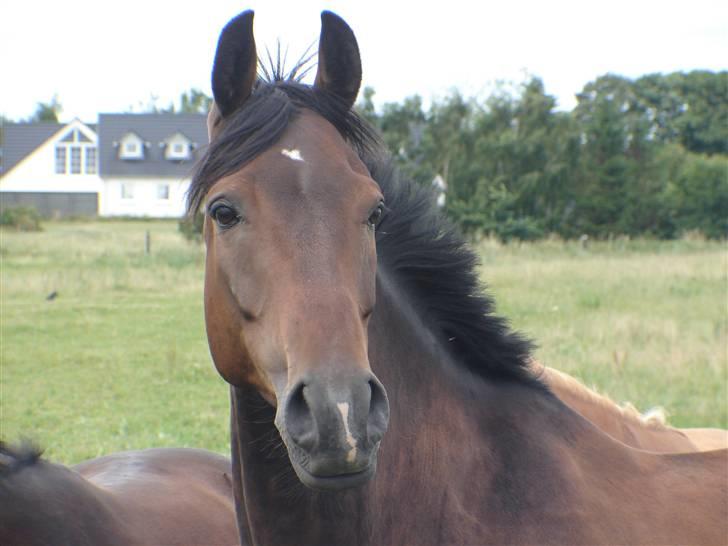 Anden særlig race Picasso billede 1