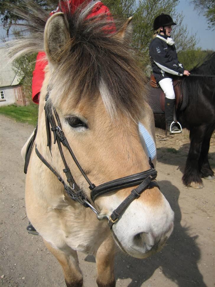 Fjordhest Titus - Med krøltop <3 billede 13