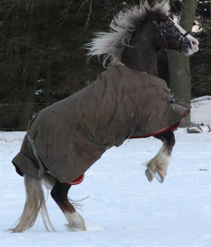 Welsh Cob (sec D) Thers Naughty Nudzy <''33 billede 6
