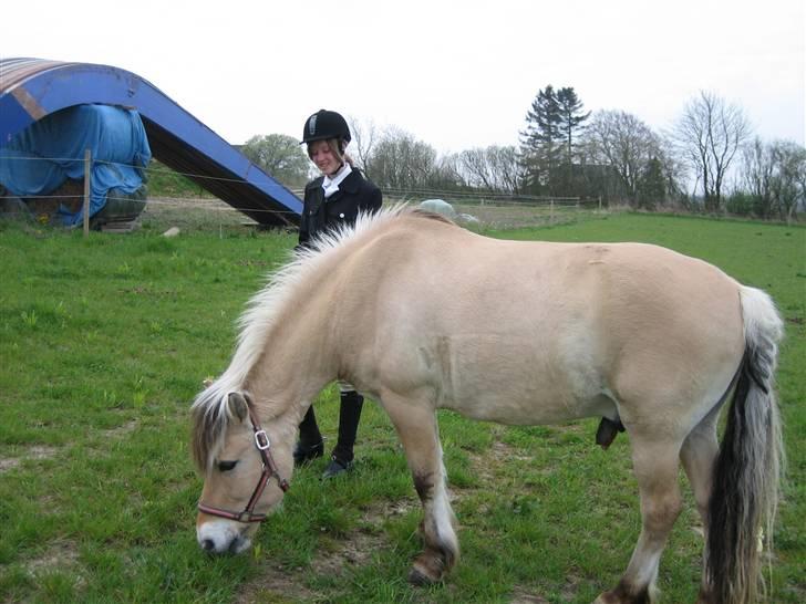 Fjordhest Titus - Så er det græssetid efter et "Vellykket" stævne xD billede 15