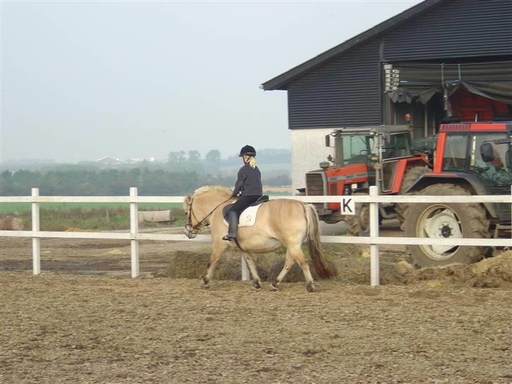 Fjordhest Mia-Maja (SOLGT) - Første gang jeg jegg var ude og prøve Bimmer billede 10