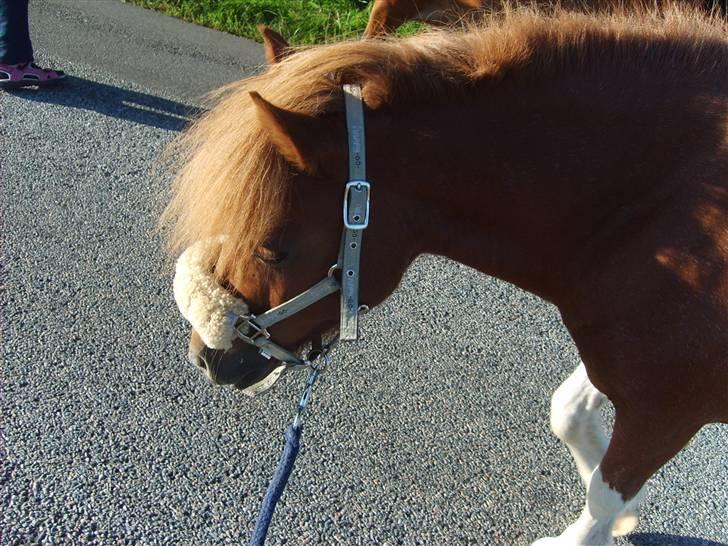 Anden særlig race Viktor Gandalf Conrad - sommer 2008, På tur med sille billede 18