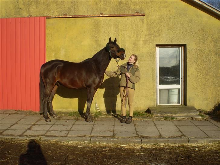 Anden særlig race Picasso billede 5