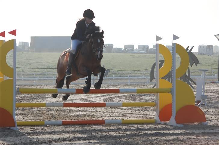 Tysk Sportspony Chemin de Royal Solgt billede 6