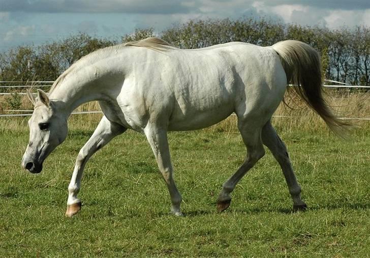Arabisk fuldblod (OX) *Ballerina OX* *R.I.P.* 15-02-07 - Foto: Jani Pedersen  billede 1