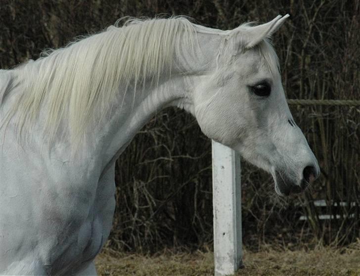 Arabisk fuldblod (OX) *Ballerina OX* *R.I.P.* 15-02-07 - Foto: Jani Pedersen  billede 2