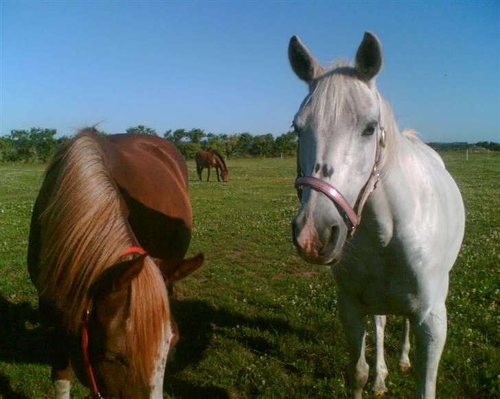 Arabisk fuldblod (OX) *Ballerina OX* *R.I.P.* 15-02-07 billede 3