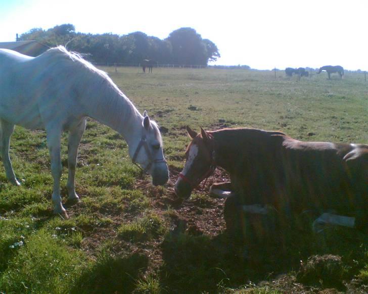 Arabisk fuldblod (OX) *Ballerina OX* *R.I.P.* 15-02-07 - Ballerina der siger hej til Flamme :-)  billede 4