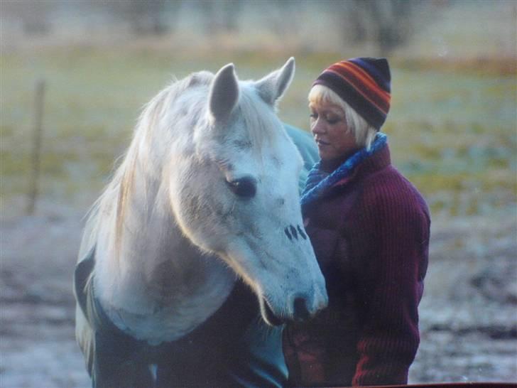 Arabisk fuldblod (OX) *Ballerina OX* *R.I.P.* 15-02-07 billede 6