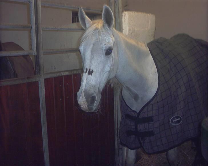 Arabisk fuldblod (OX) *Ballerina OX* *R.I.P.* 15-02-07 billede 7