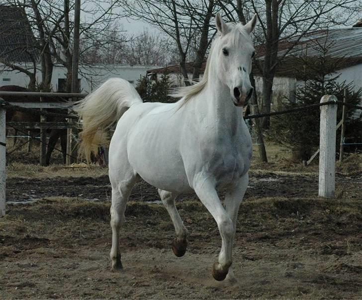 Arabisk fuldblod (OX) *Ballerina OX* *R.I.P.* 15-02-07 - Foto: Jani Pedersen  billede 8