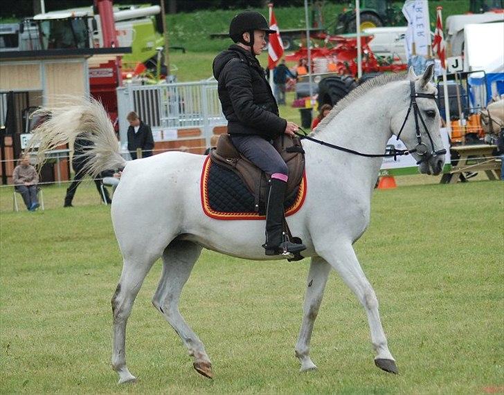 Shagya Araber (SH) Bonjour la chaise *R.I.P. 06-11-12* - Foto: Jani Pedersen billede 6