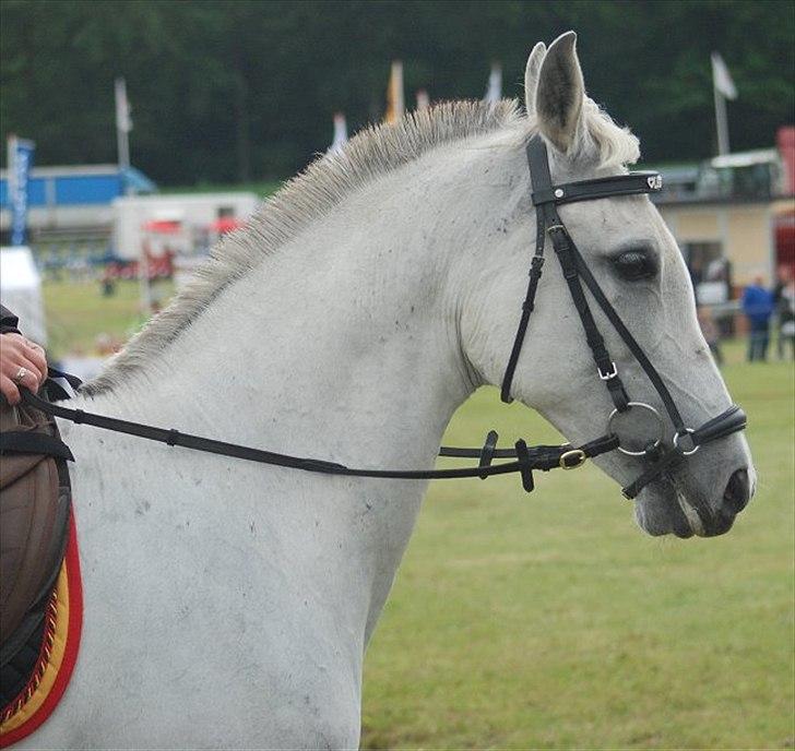 Shagya Araber (SH) Bonjour la chaise *R.I.P. 06-11-12* - Foto: Jani Pedersen billede 8