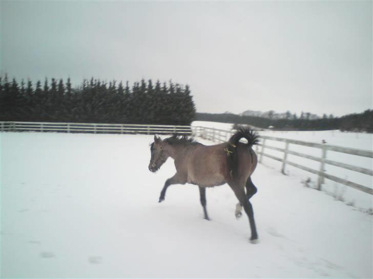 Anden særlig race *Bonjour La Bonzy* *Bonzy*-*SOLGT**R.I.P* - 16) Bonzy i sne´en <3  billede 16