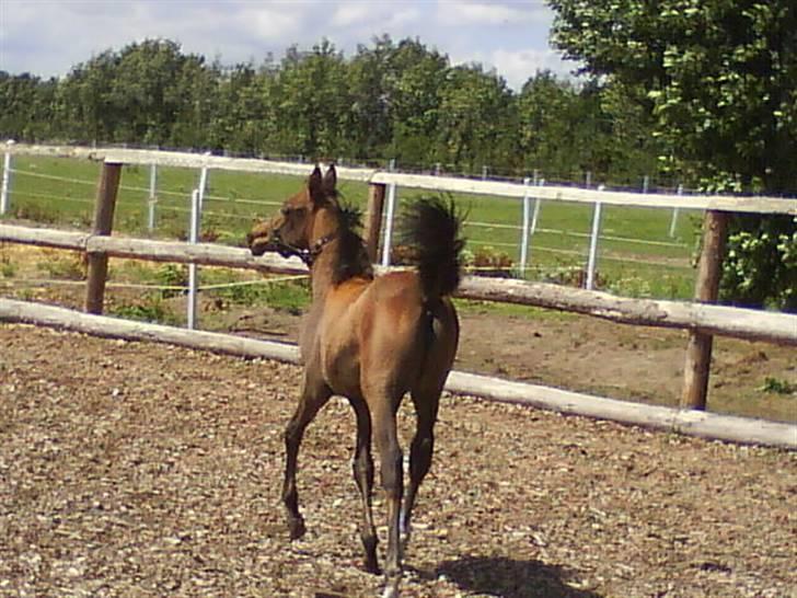 Anden særlig race *Bonjour La Bonzy* *Bonzy*-*SOLGT**R.I.P* - 5) Bonzy der blær sig :)  billede 5