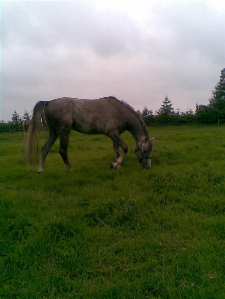 Arabisk fuldblod (OX) Wafann - billede fra i sommer billede 1