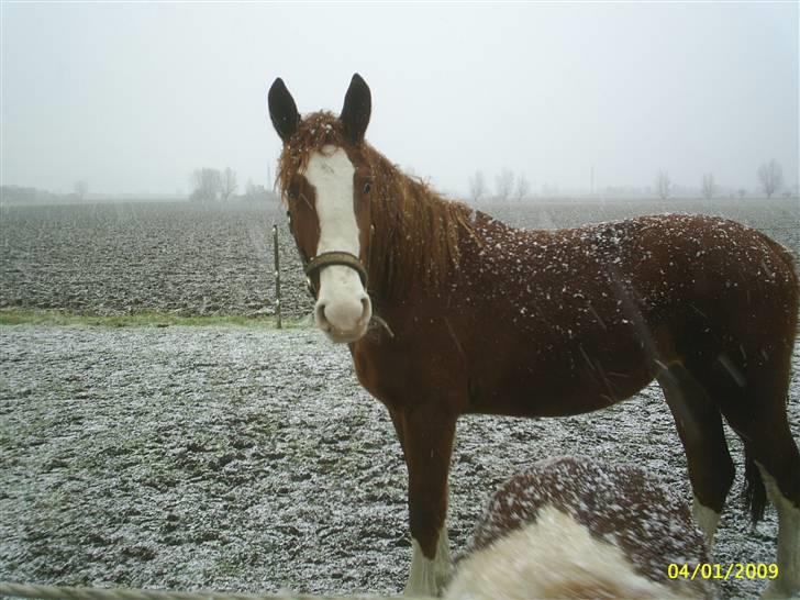 Anden særlig race Laika  (passer) - Hvad laver du dog? billede 17