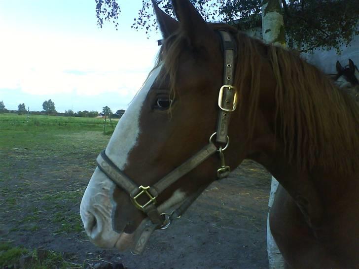 Anden særlig race Laika  (passer) - Smuk, det er lige mig!...... billede 18