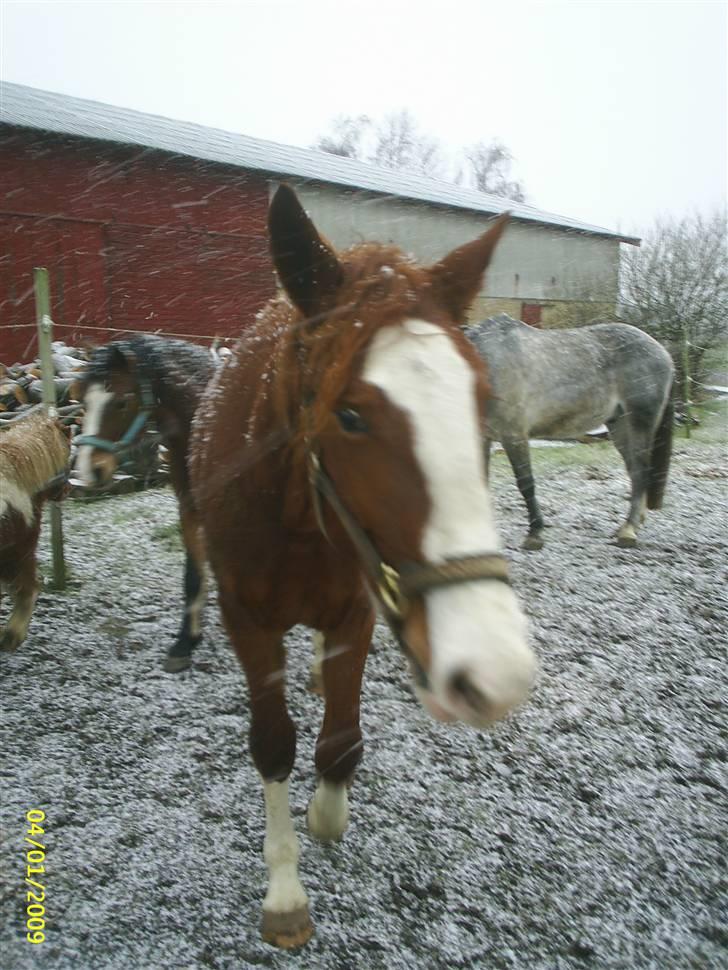 Anden særlig race Laika  (passer) - Har du noget lækkert?. billede 19