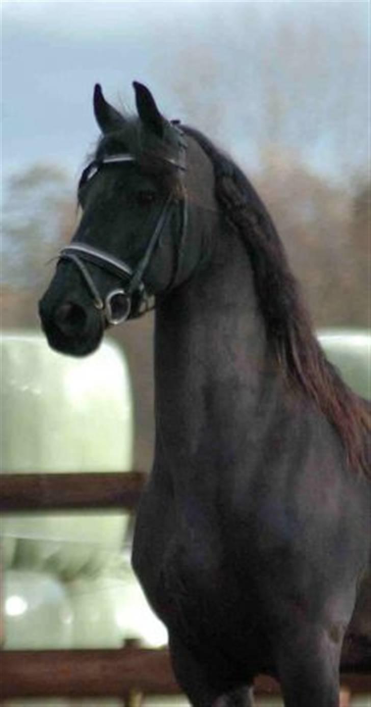 Frieser Wietske - prinsessen <3 billede 7