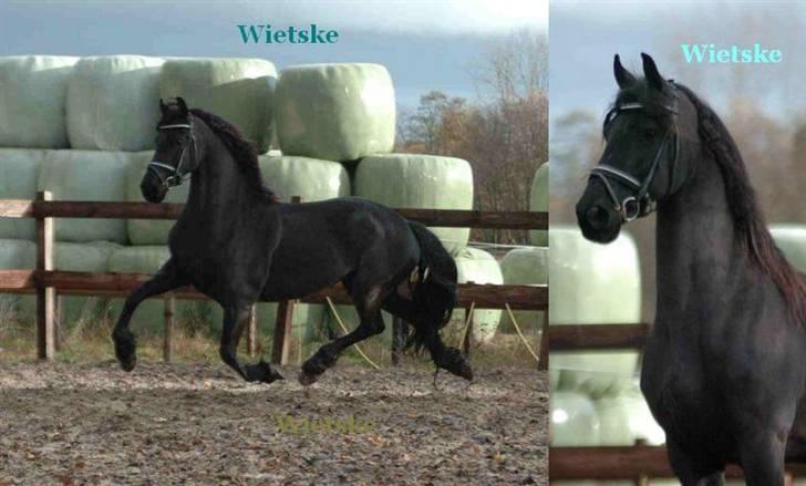 Frieser Wietske - prinsessen i bevægelse ..  billede 8