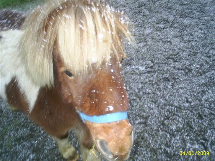 Anden særlig race Osvald (opr. af passer) - Jeg har ingen øre lige nu!.. billede 11